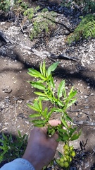 Solanum pseudocapsicum