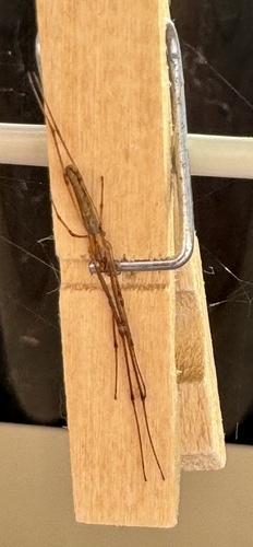 Tetragnatha nitens