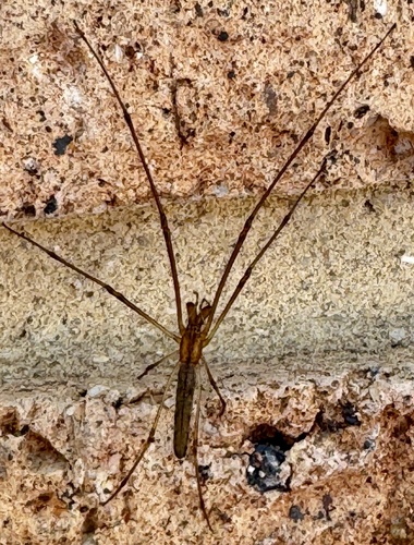 Tetragnatha nitens