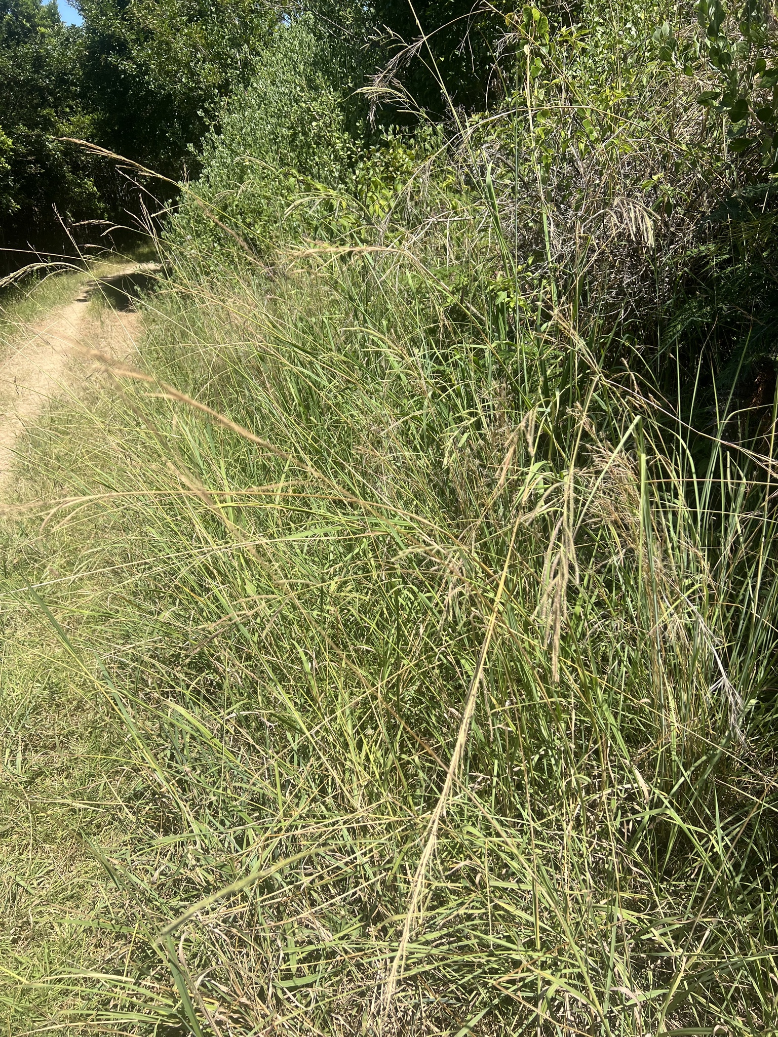 Imagem de Capim-annoni