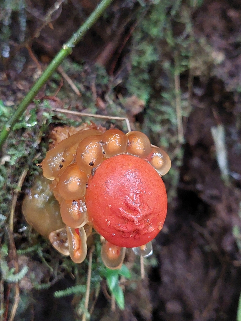 Calostoma cinnabarinum · January 2025 · photo: © danielmesa1 (iNaturalist, cc-by)