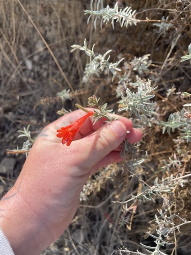 Hummingbird trumpet (Epilobium canum)