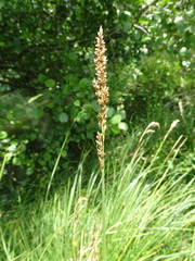 Carex paniculata