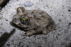 Tomopterna delalandii