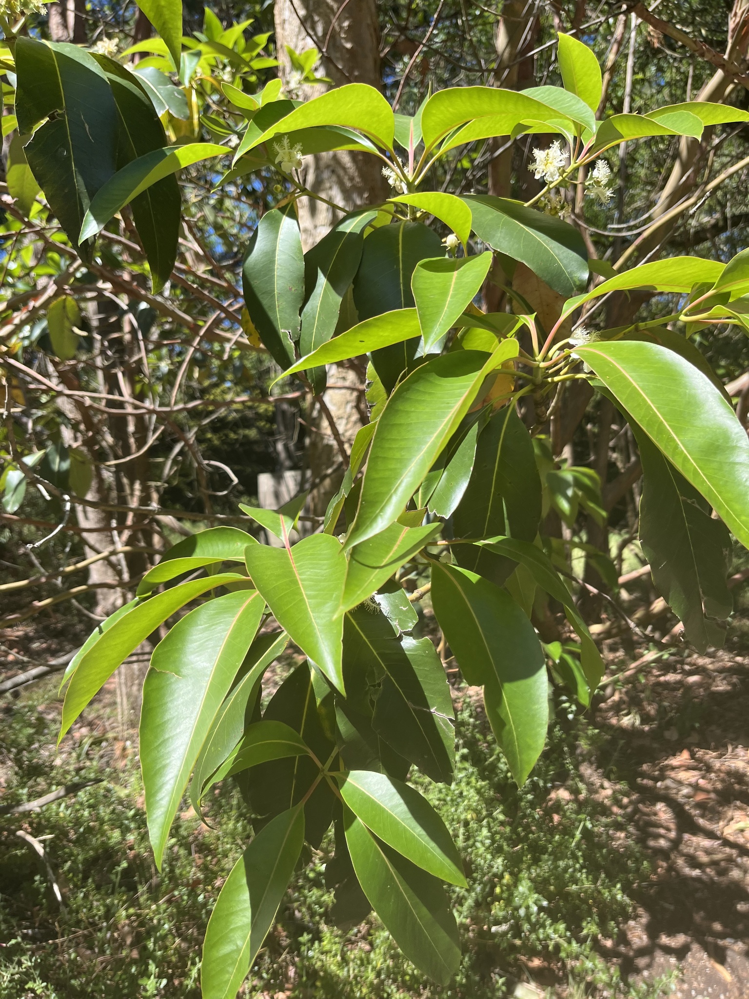 Imagem de Árvore-de-fogo