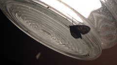Elophila tinealis