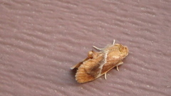 Lithacodes fasciola