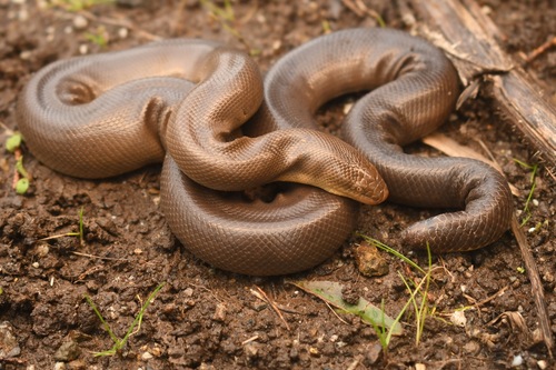 Northern Rubber Boa