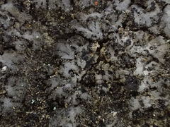 Phaeophyscia hirsuta