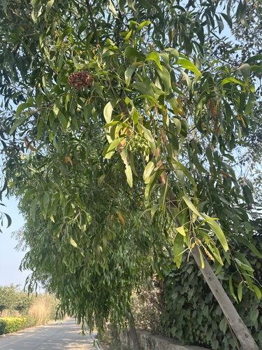 Foto de Acácia-australiana