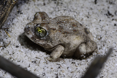 Tomopterna delalandii