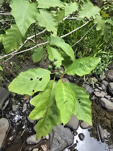 Foto de Fumacinha