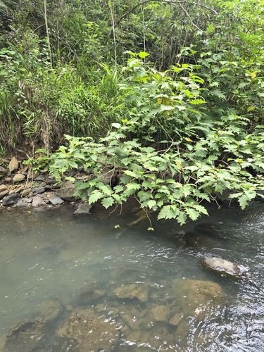 Foto de Fumacinha