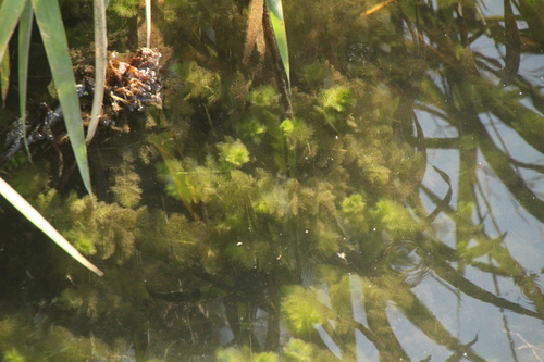Utricularia dimorphantha iNat (1)