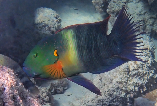 Broomtail wrasse (Cheilinus lunulatus) — Labridae — 5