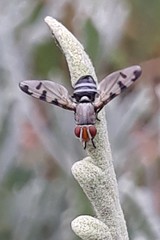 Herina gyrans