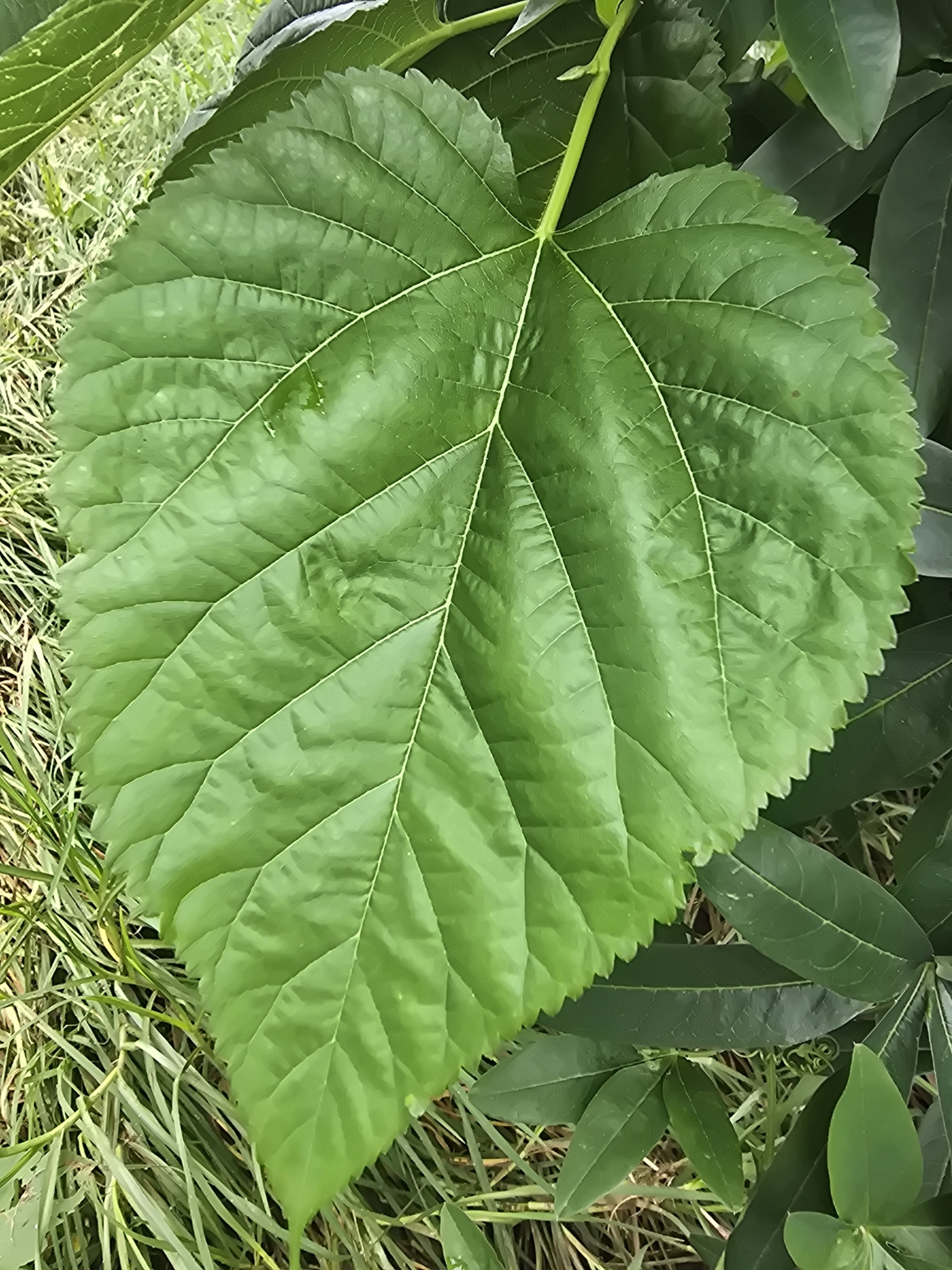 Imagem de Amoreira-branca