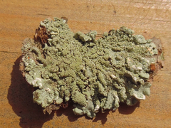 Hypotrachyna showmanii