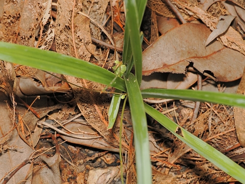 Chlorophytum laxum