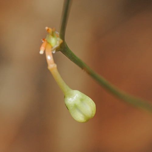 Chlorophytum laxum