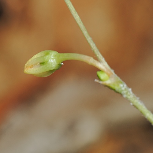 Chlorophytum laxum
