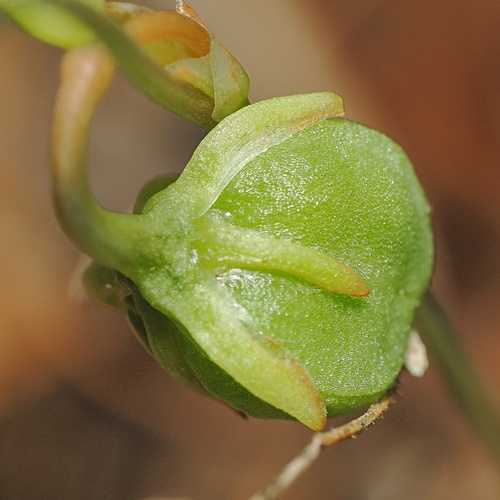 Chlorophytum laxum
