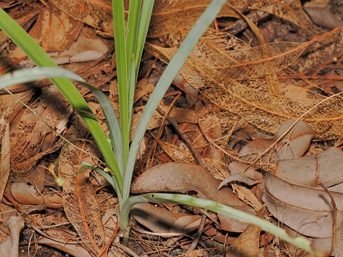 Chlorophytum laxum