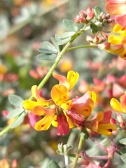 Acmispon prostratus