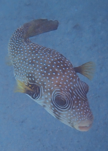 White-spotted Puffer — seen at this dive site