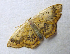 Cyclophora annularia