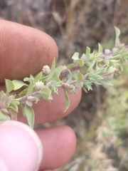 Atriplex coulteri