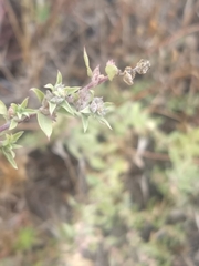 Atriplex coulteri