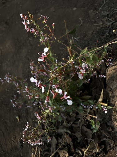 Flor-de-beijo