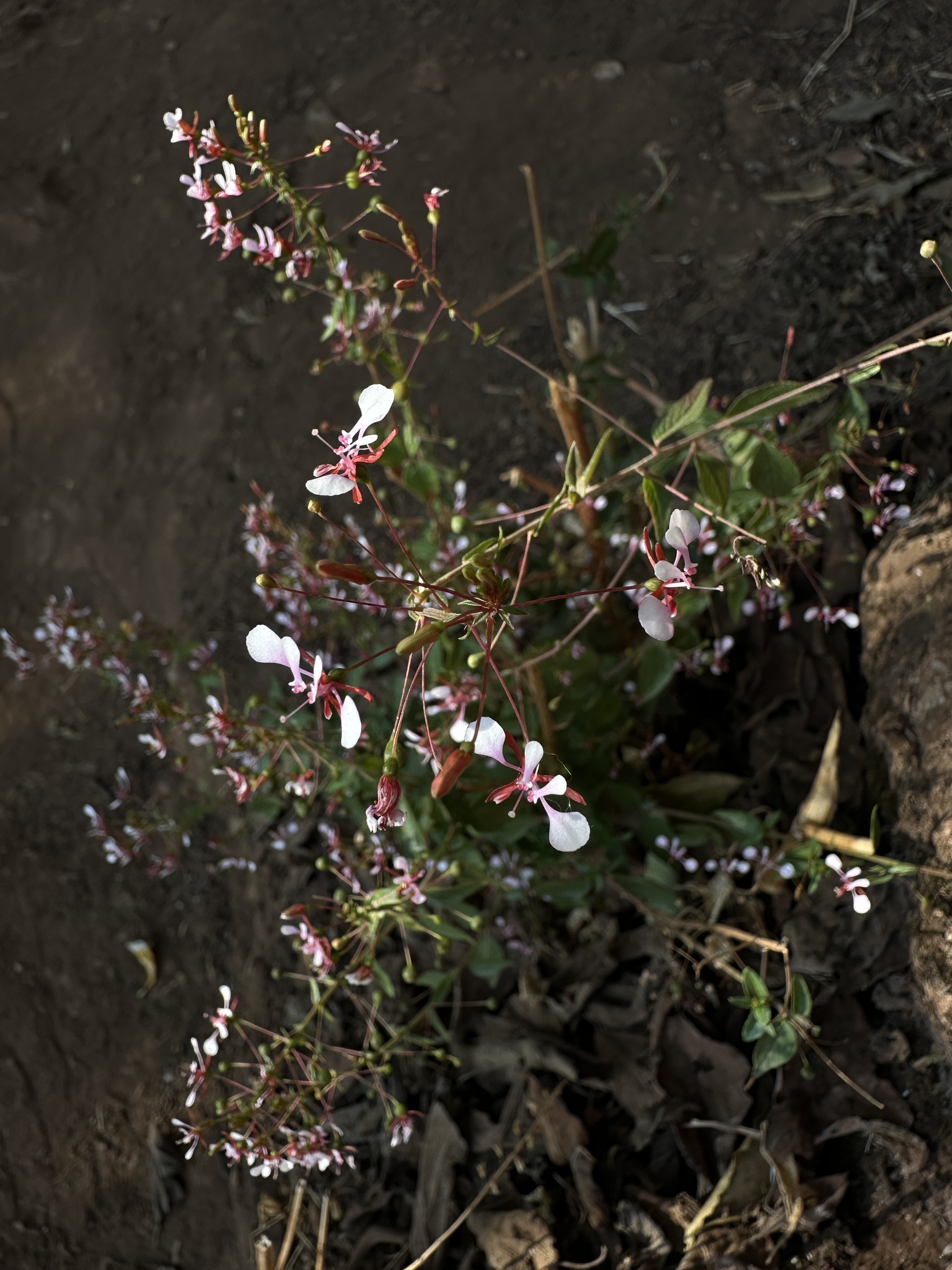 Imagem de Flor-de-beijo