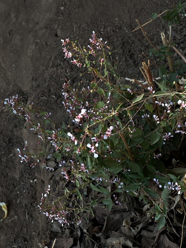 Foto de Flor-de-beijo