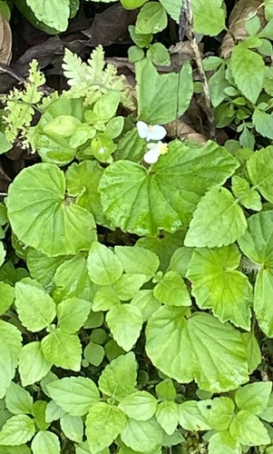 Foto de Begônia