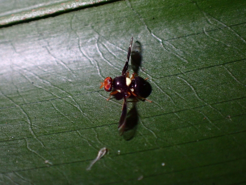 Fusciludia unicuneata observed 2025-01-05