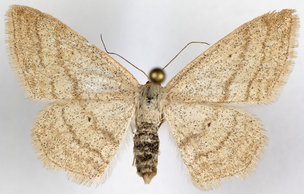 Scopula fuscata