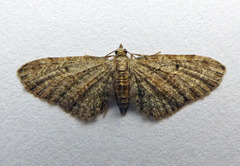 Eupithecia tenuiata