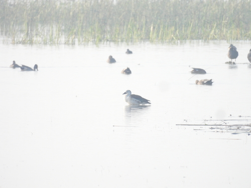 Knob-billed Duck (Sarkidiornis melanotos), photo 10