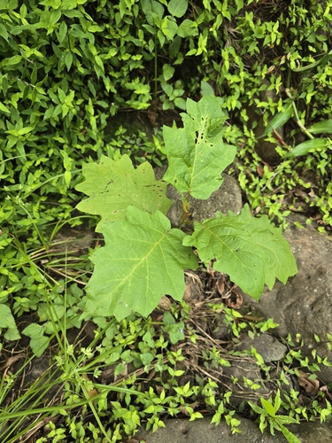 Foto de Fumacinha