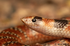 Australian Coral Snake photo 1