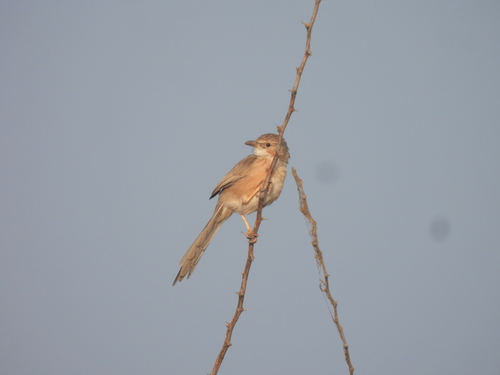 Common Babbler (Argya caudata), photo 10