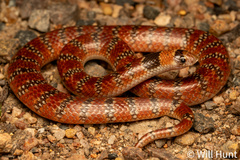 Australian Coral Snake photo 3