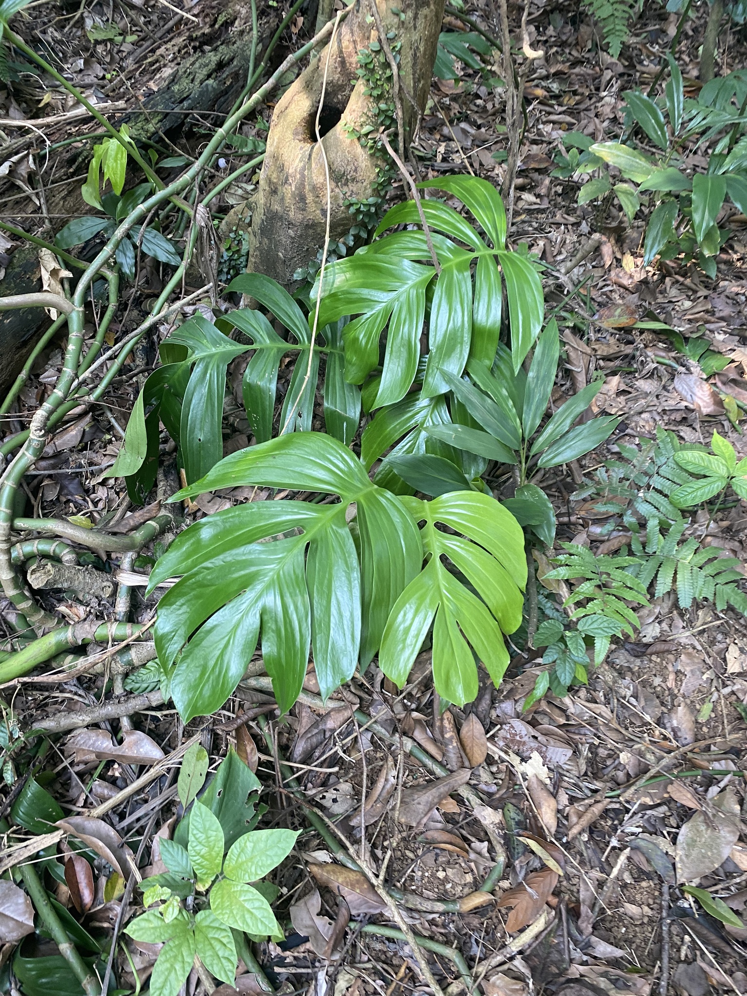 Rhaphidophora decursiva — ảnh 3