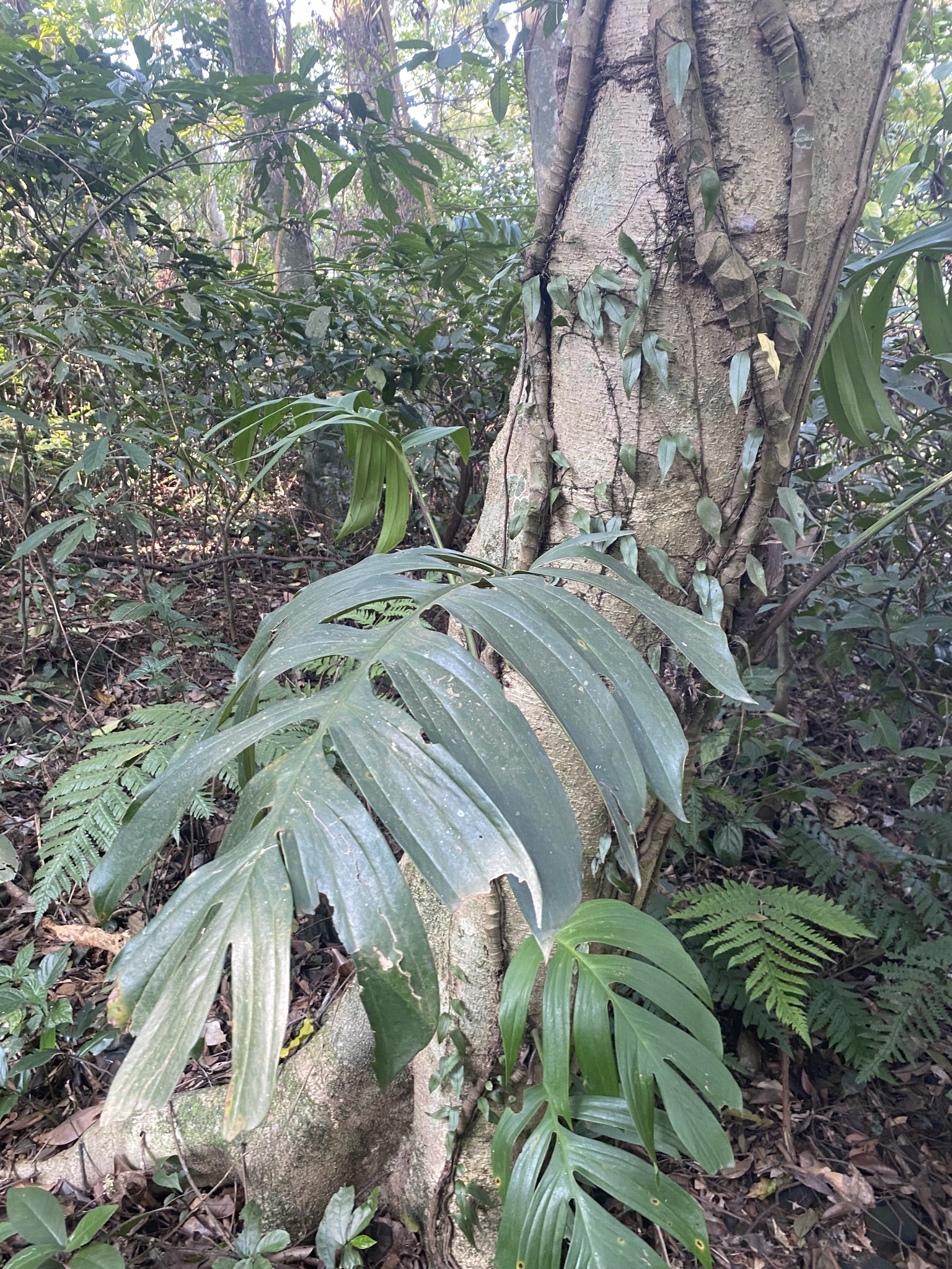 Rhaphidophora decursiva — ảnh 2