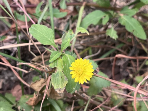 Chrysanthemum indicum