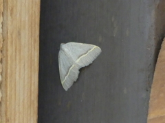 Macaria guenearia