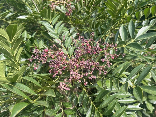 Chinese Wingleaf Prickly Ash (Zanthoxylum avicennae)