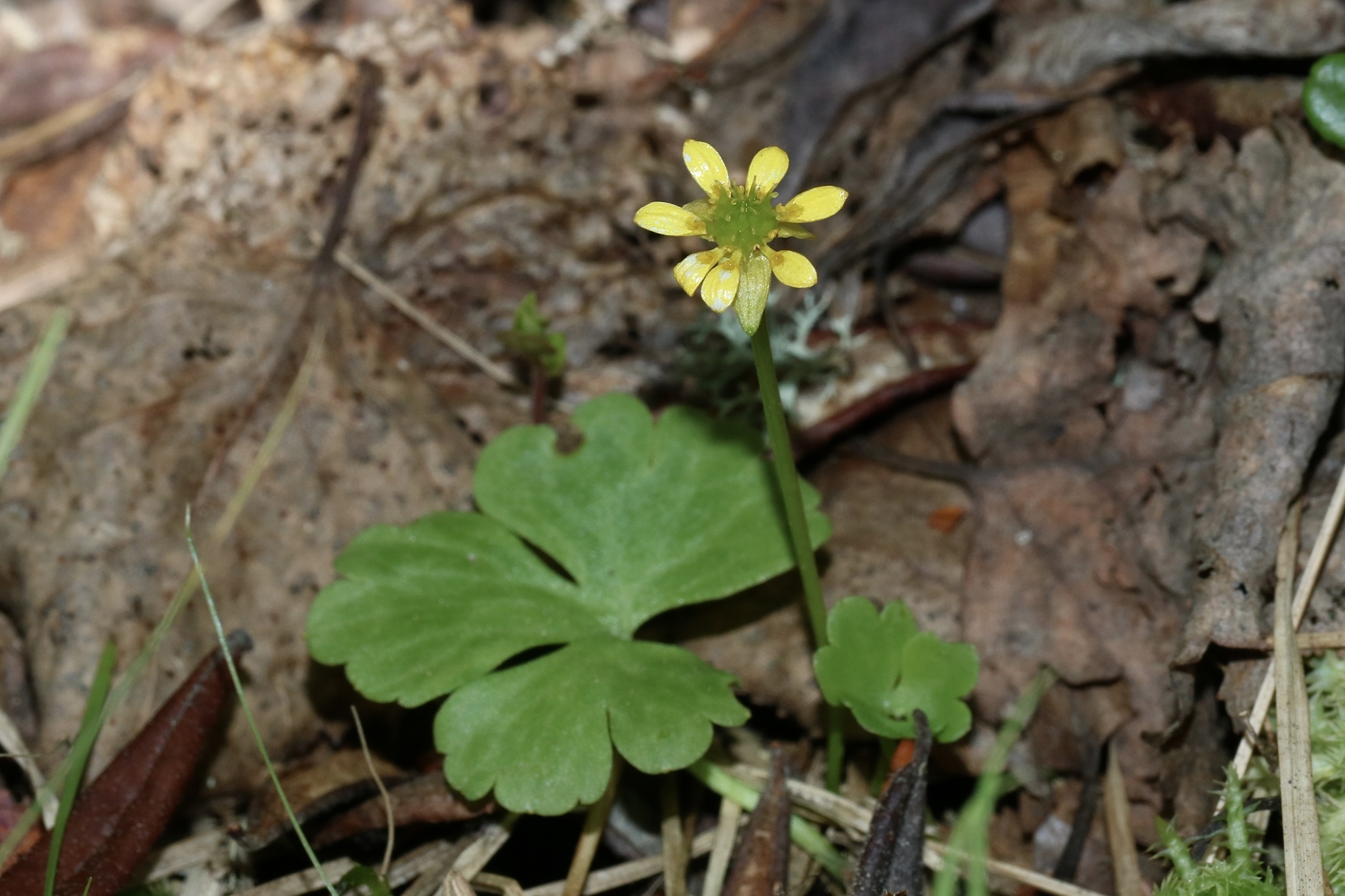 Ranunculus lapponicus